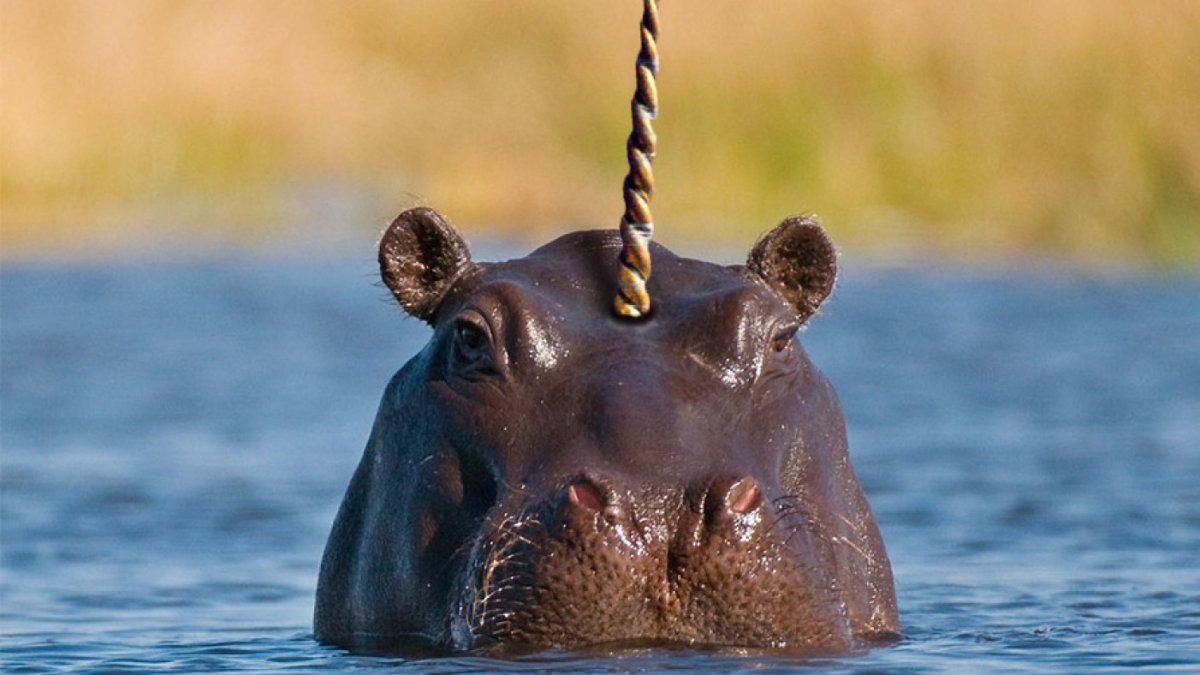 Уши бегемота