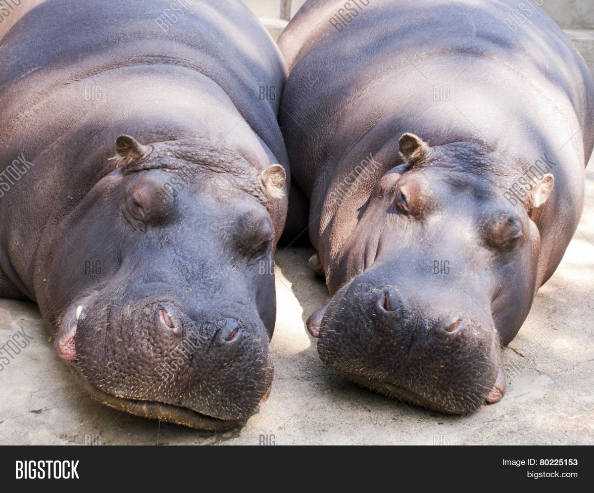 Бегемот влажный