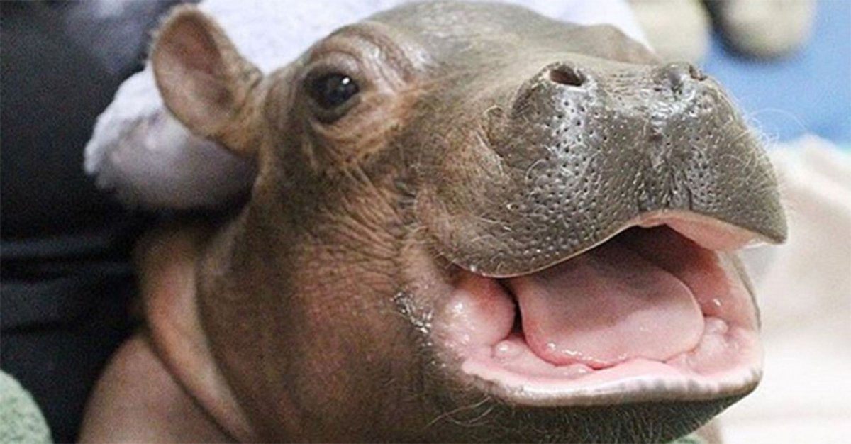 Гиппопотам с открытым ртом для детей