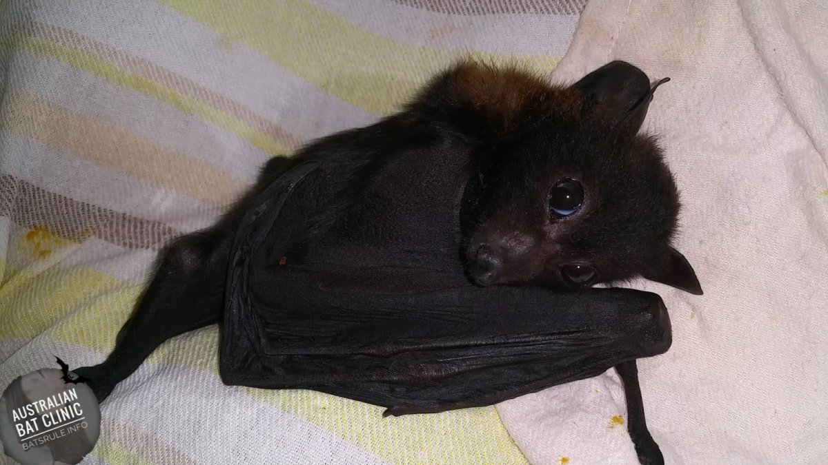 Летучая мышь лисица черная