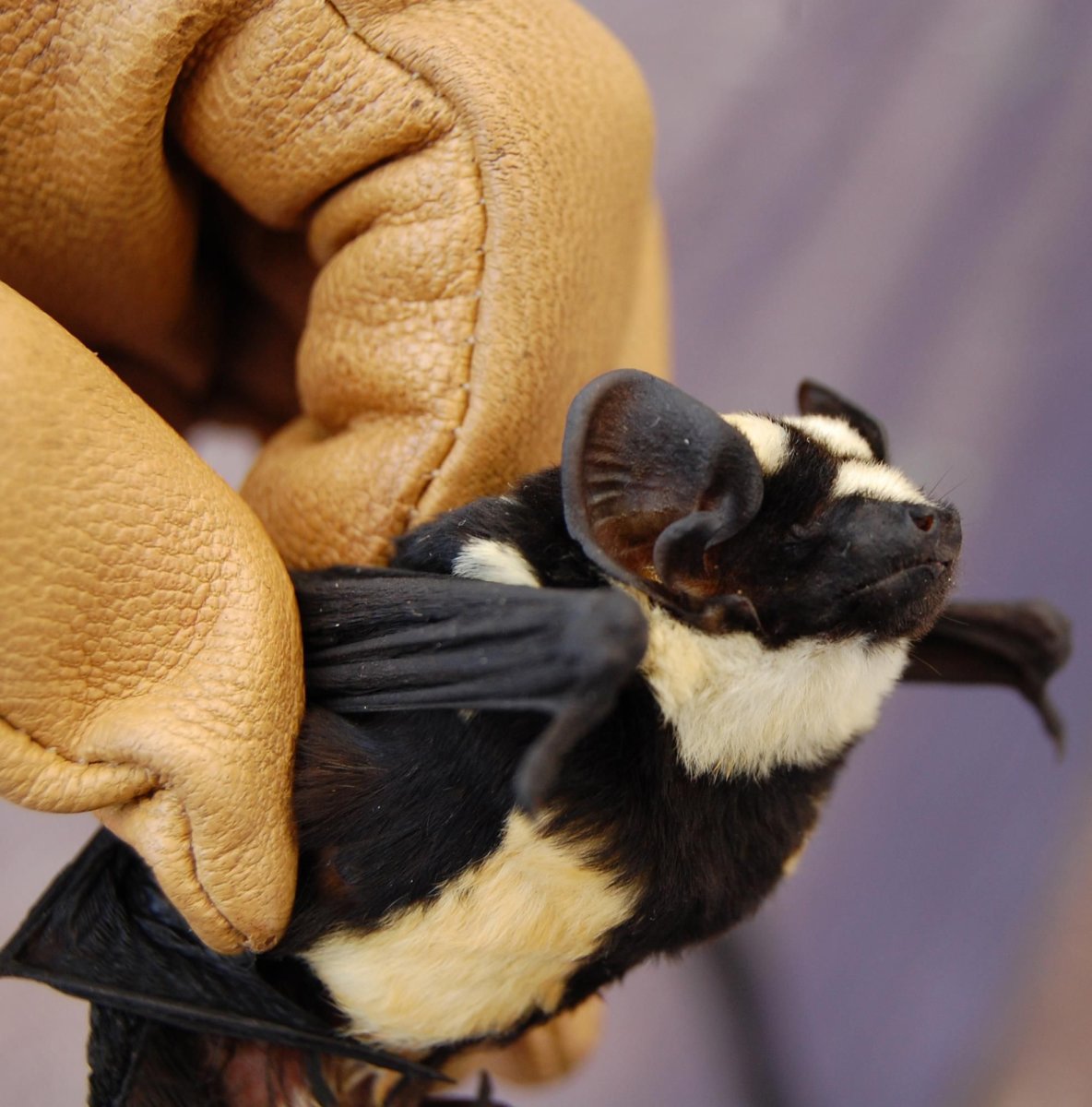 Крылан летучая лисица альбинос