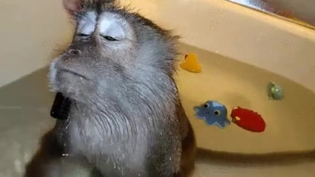 Мартышка пьет