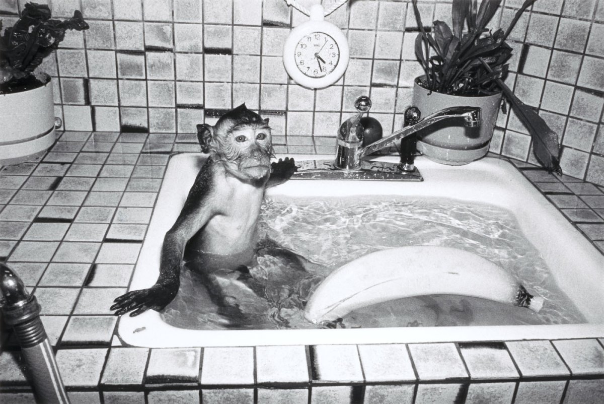 Обезьяна срет на унитазе