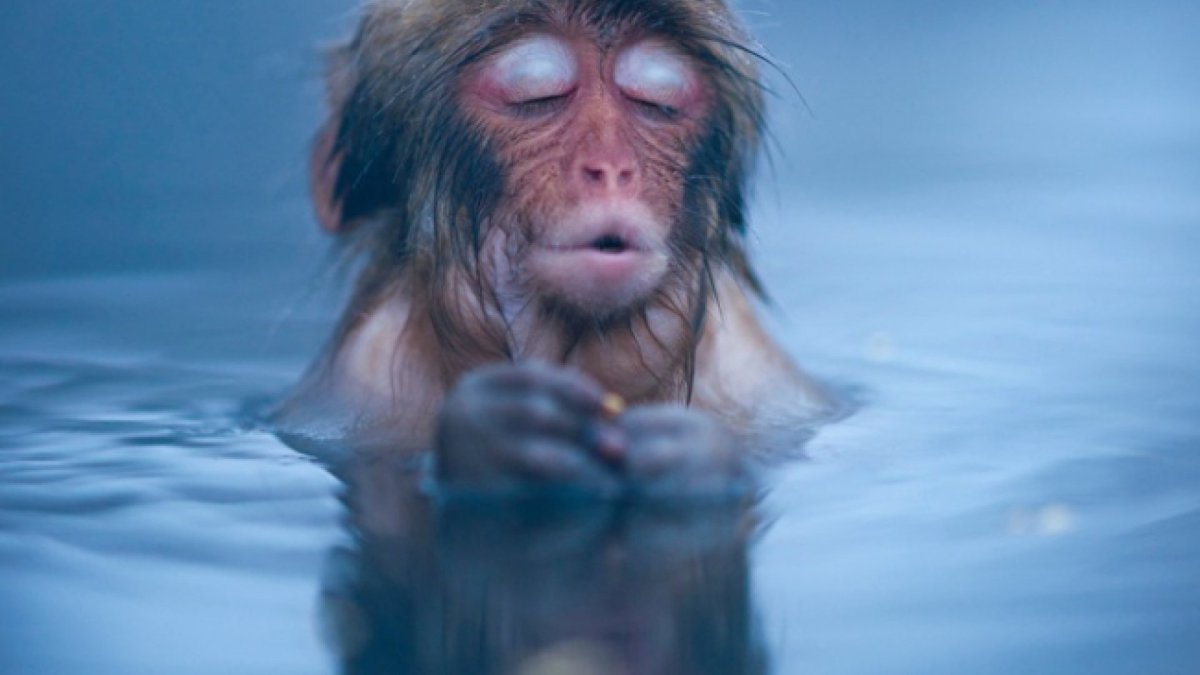 Обезьянка купается