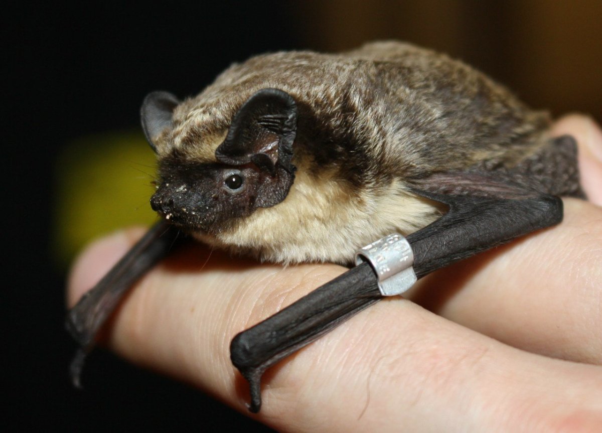 Летучая мышь вампир альбинос