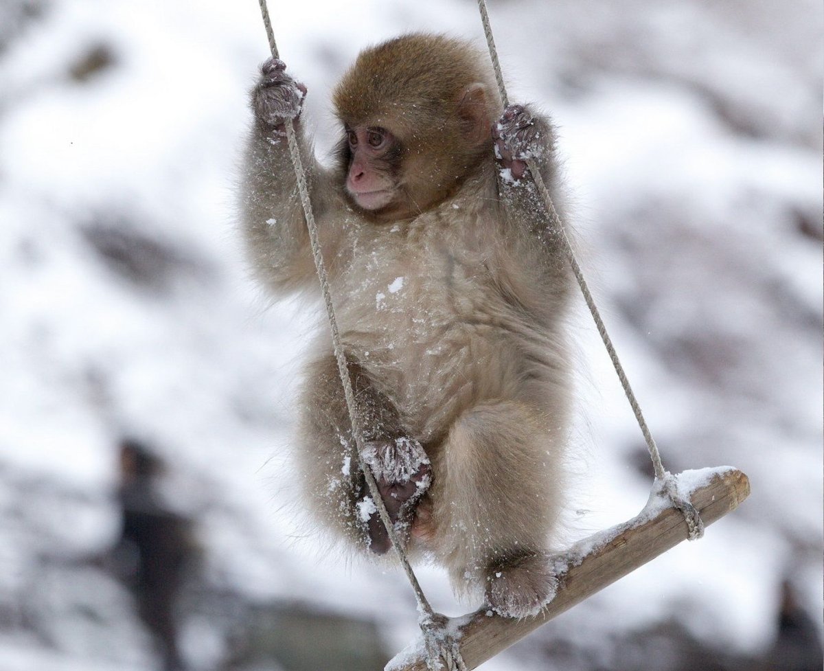 Стилизованные мультяшные обезьяны