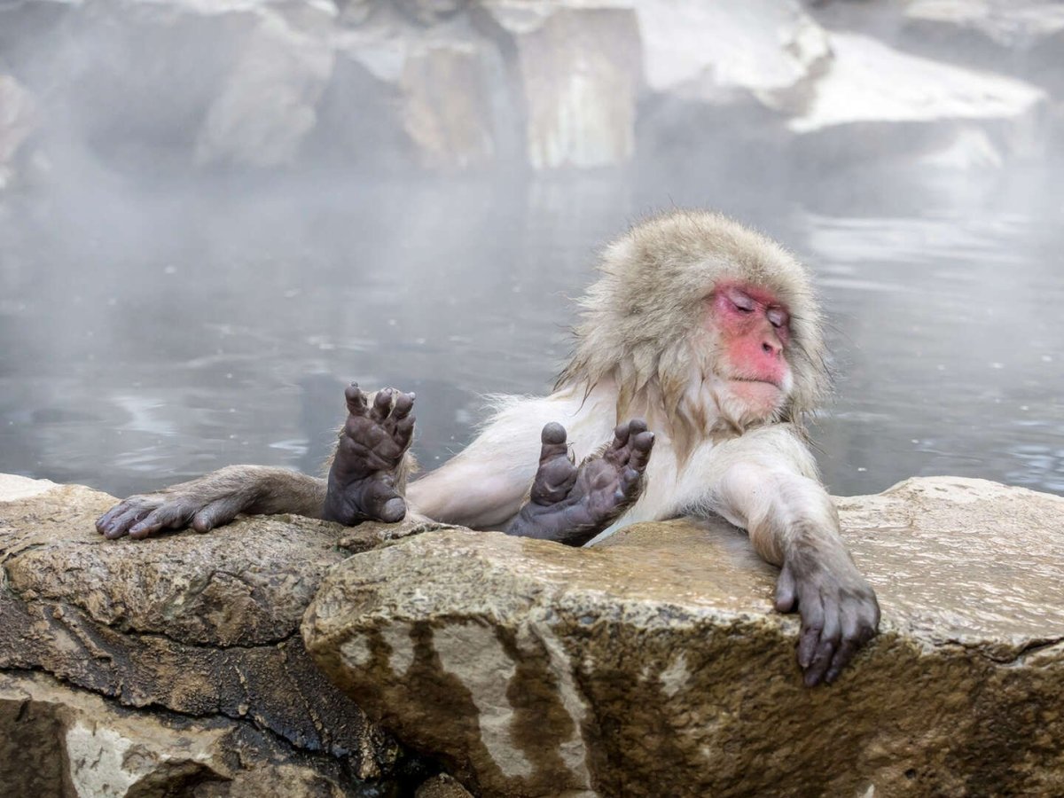 Животные на унитазе