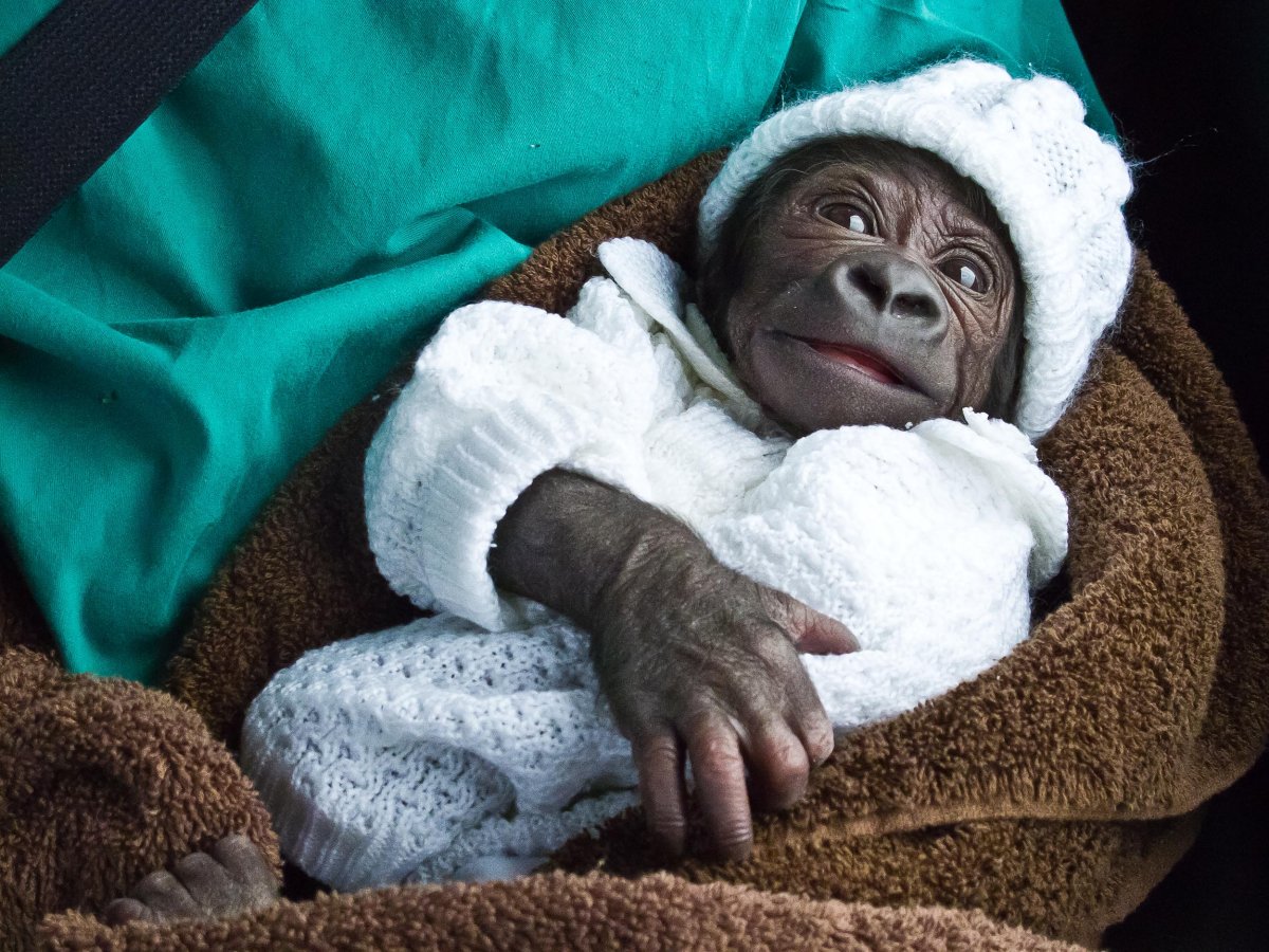 Обезьяна акварелью