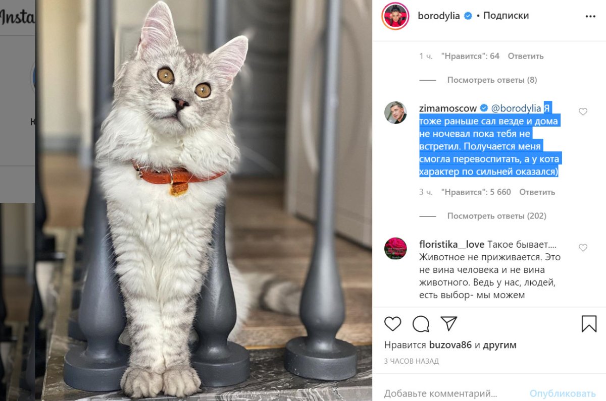 Кот Бородиной Каспер