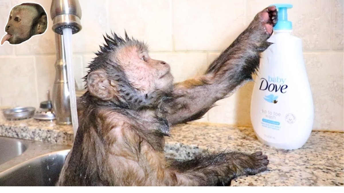 Обезьяна купается в ванной