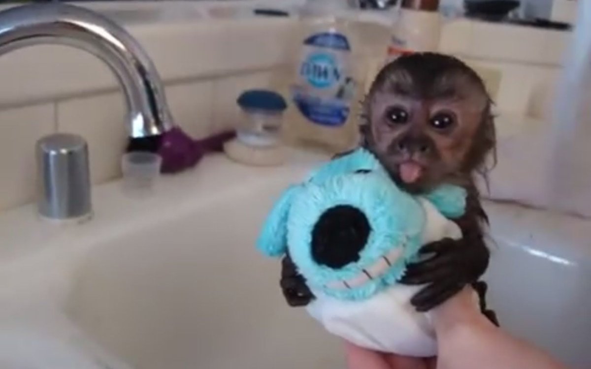 Обезьяна в ванной