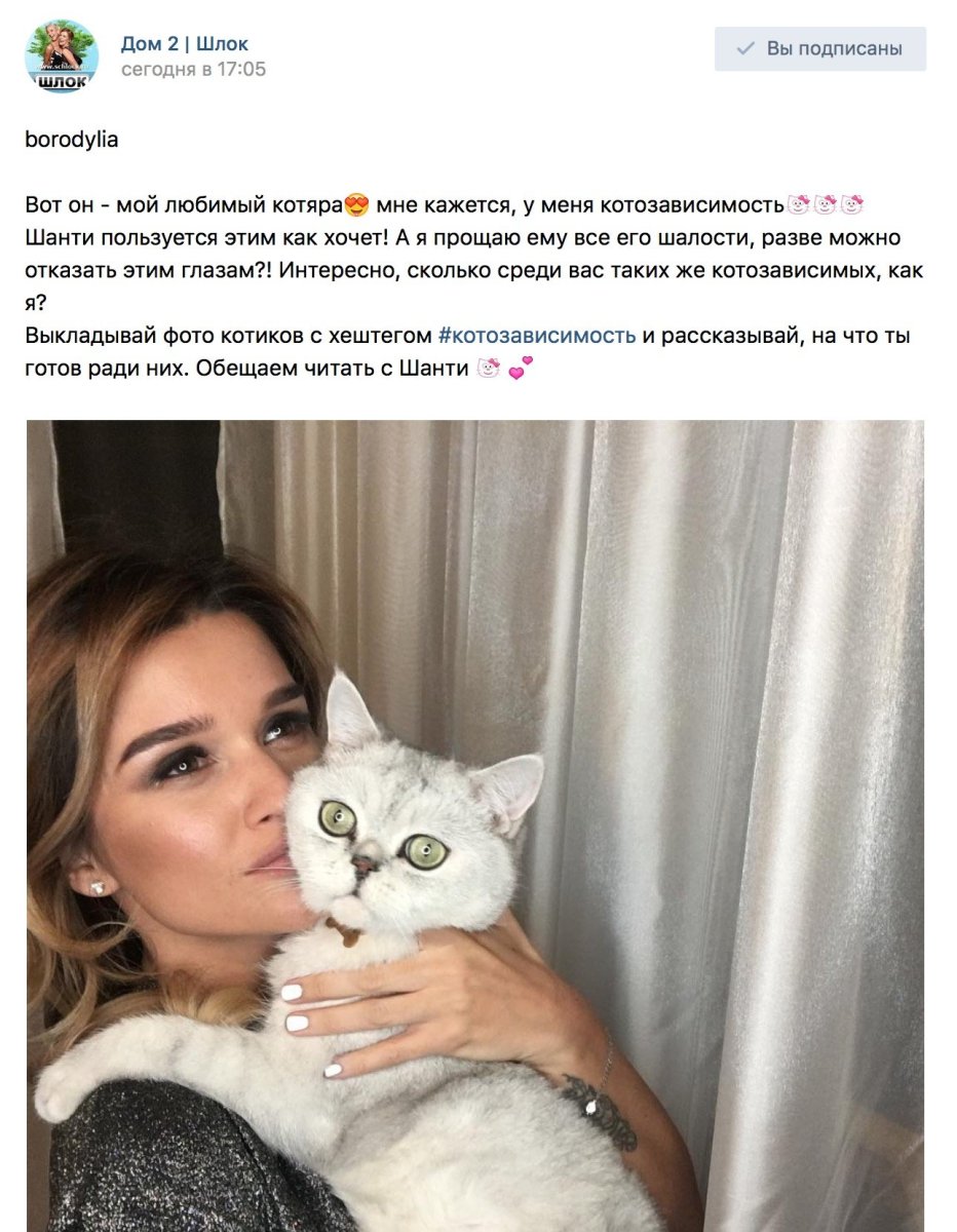 Кот Ксении Бородиной шанти
