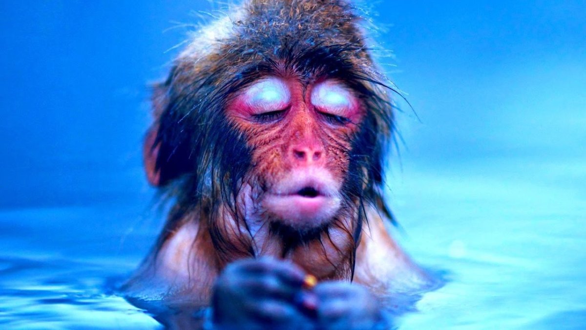 Обезьянка из мультфильма