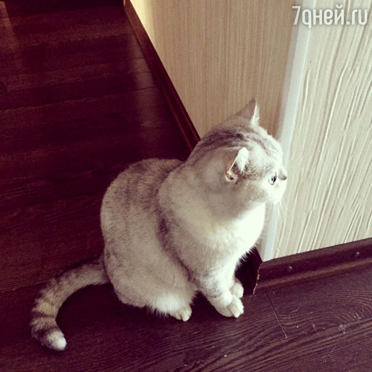 Кошка Ксении Бородиной