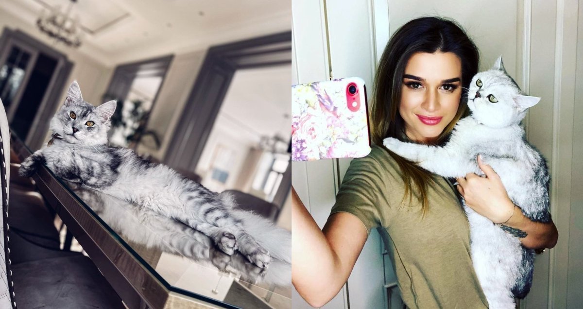 Кот Бородиной Каспер