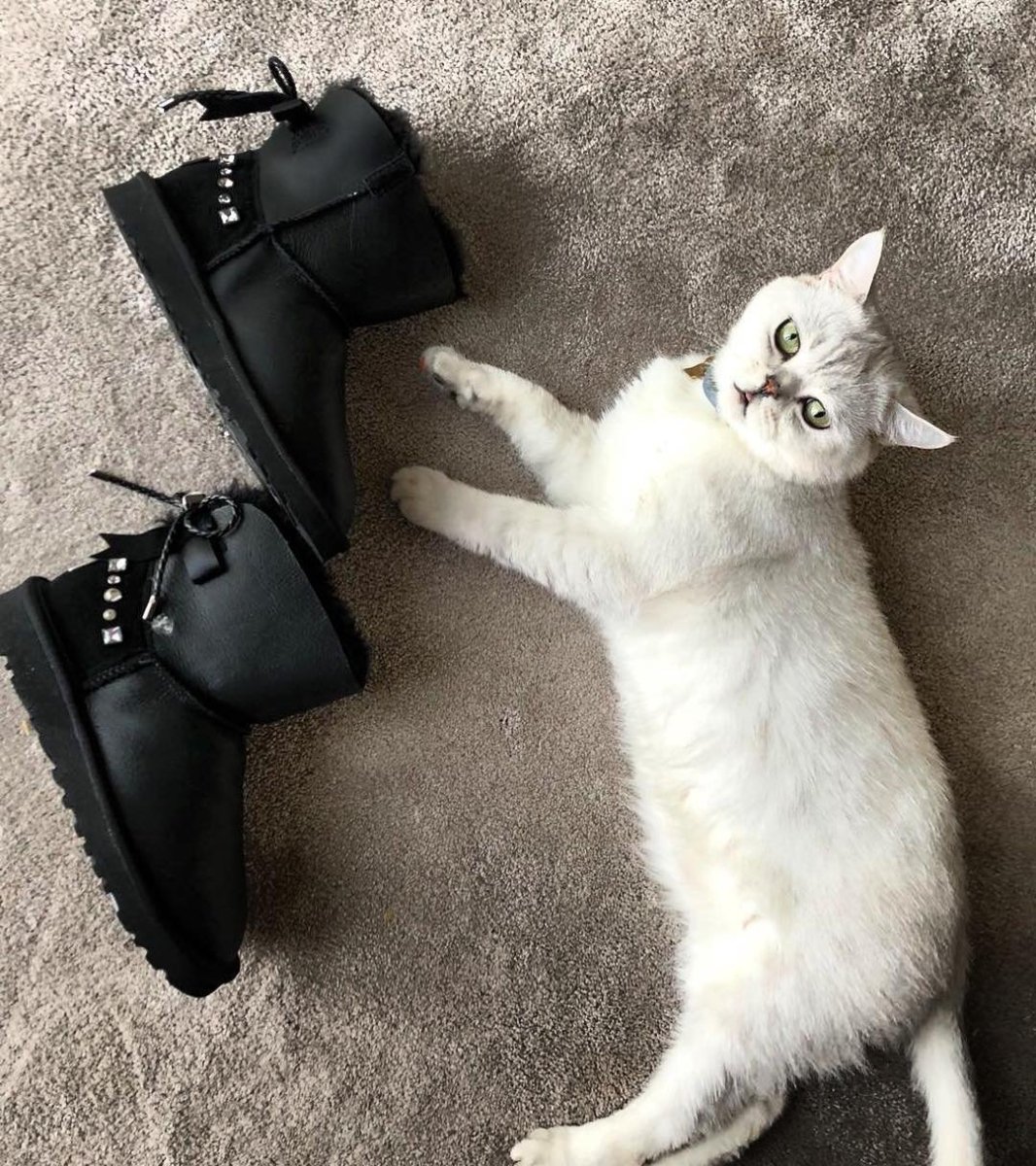 Кот Ксении Бородиной