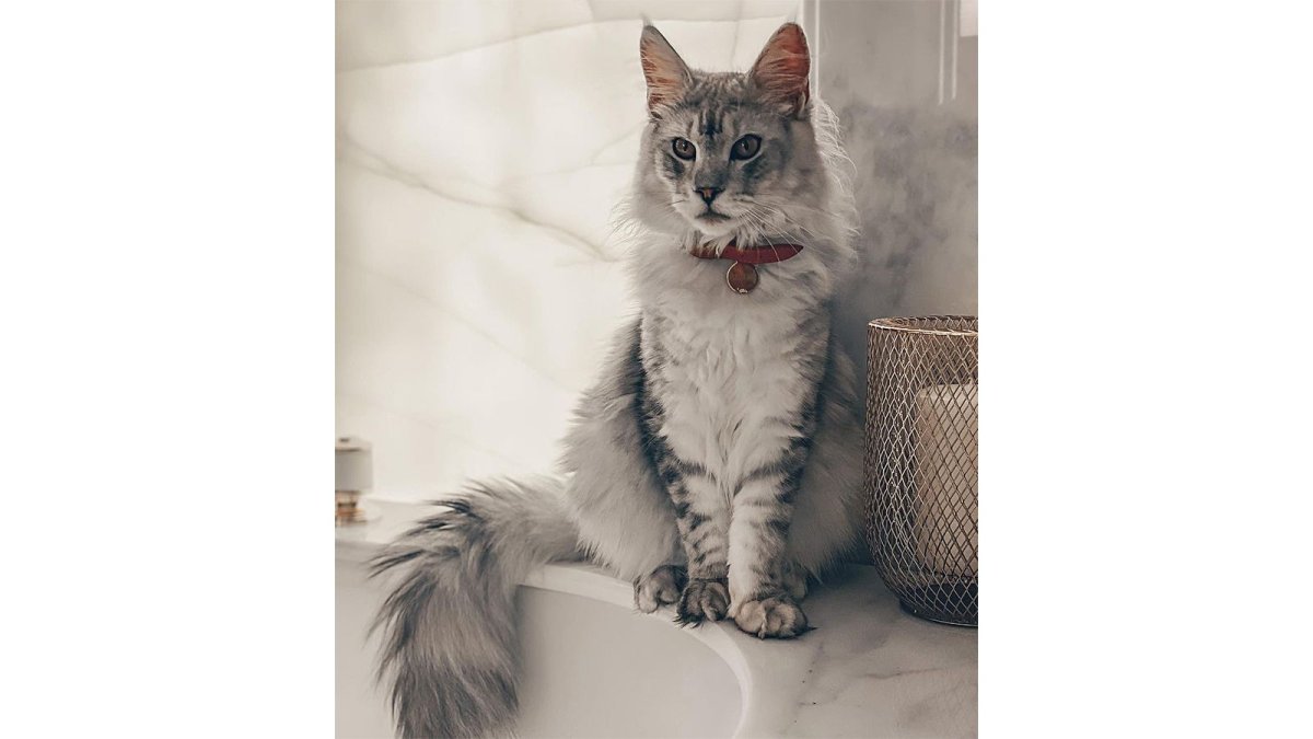 Мейн кун Ксении Бородиной