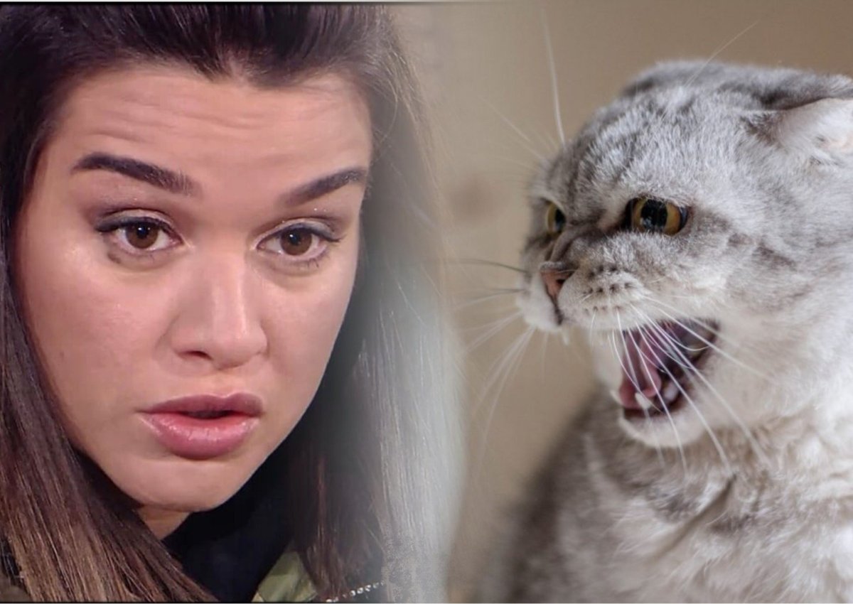 Кот Ксении Бородиной