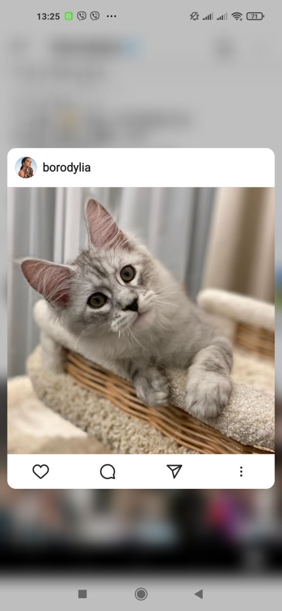 Кот Ксении Бородиной