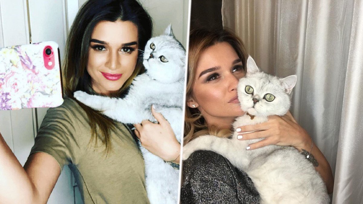 Кот Бородиной