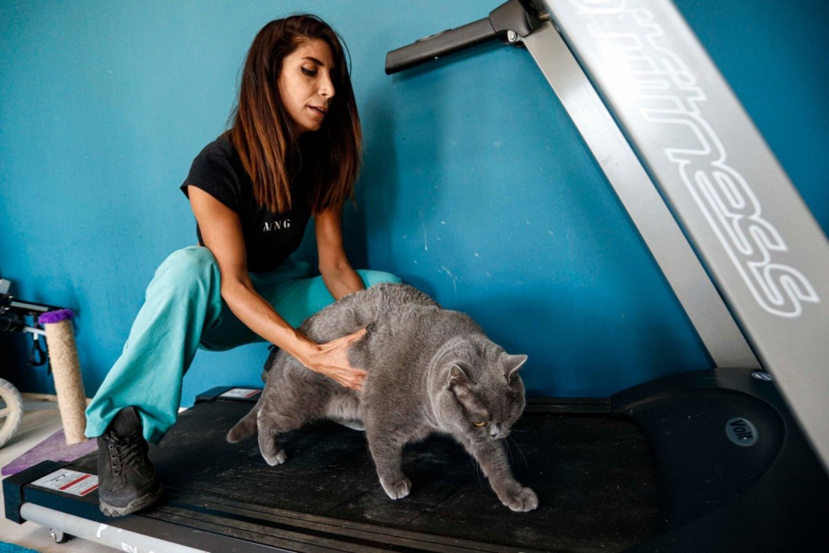 Кот шанти Бородиной