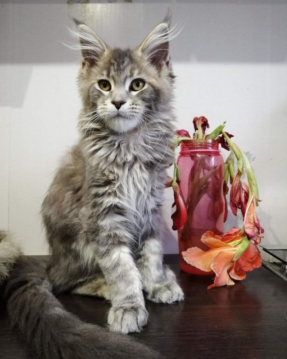 Мейн кун Фокс