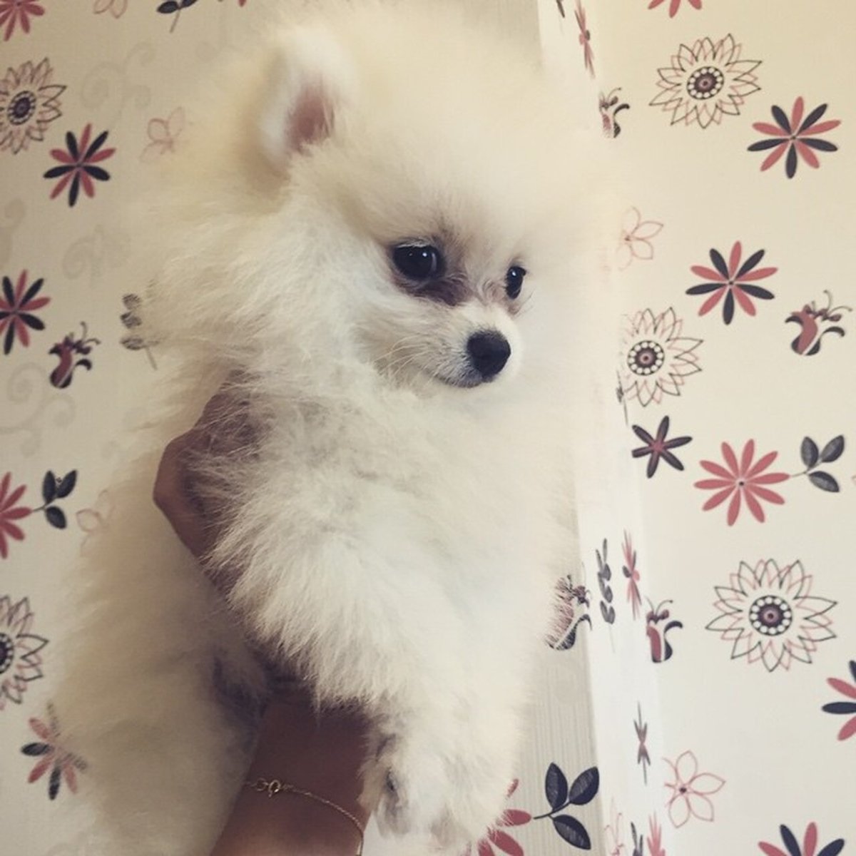 Шпиц Бородиной