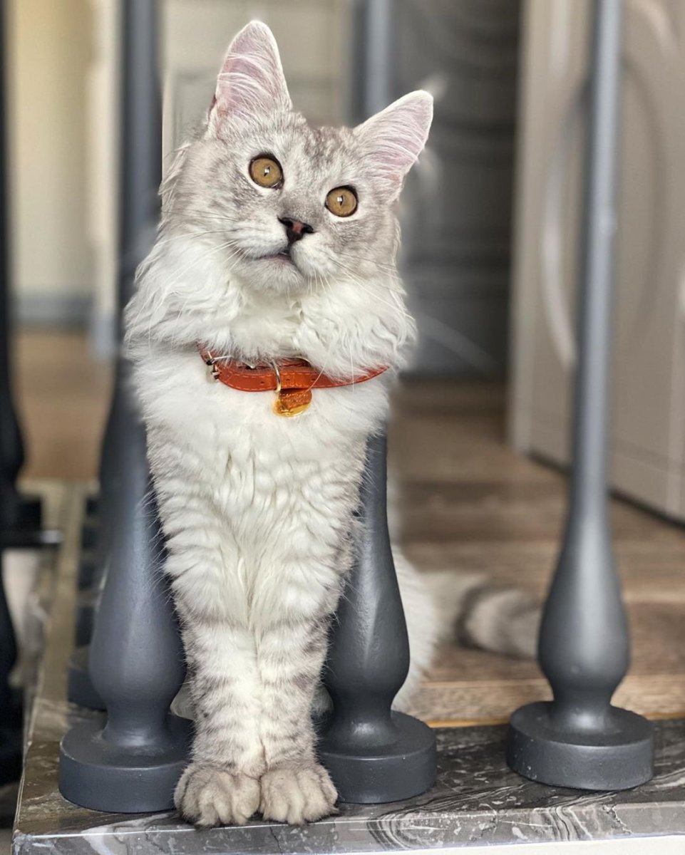 Кошка Бородиной шанти