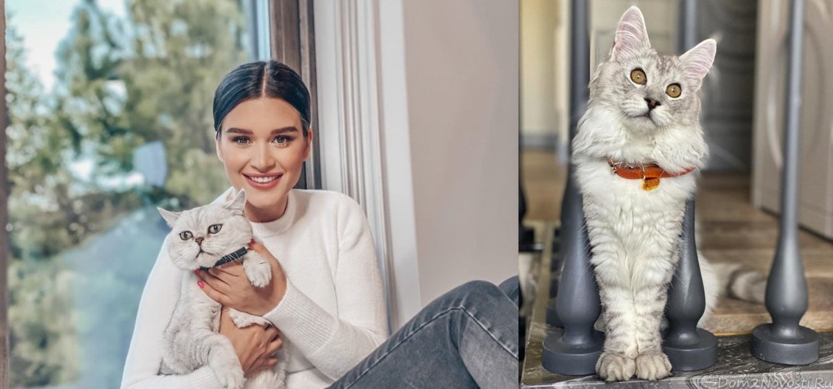 Собака Ксении Бородиной порода