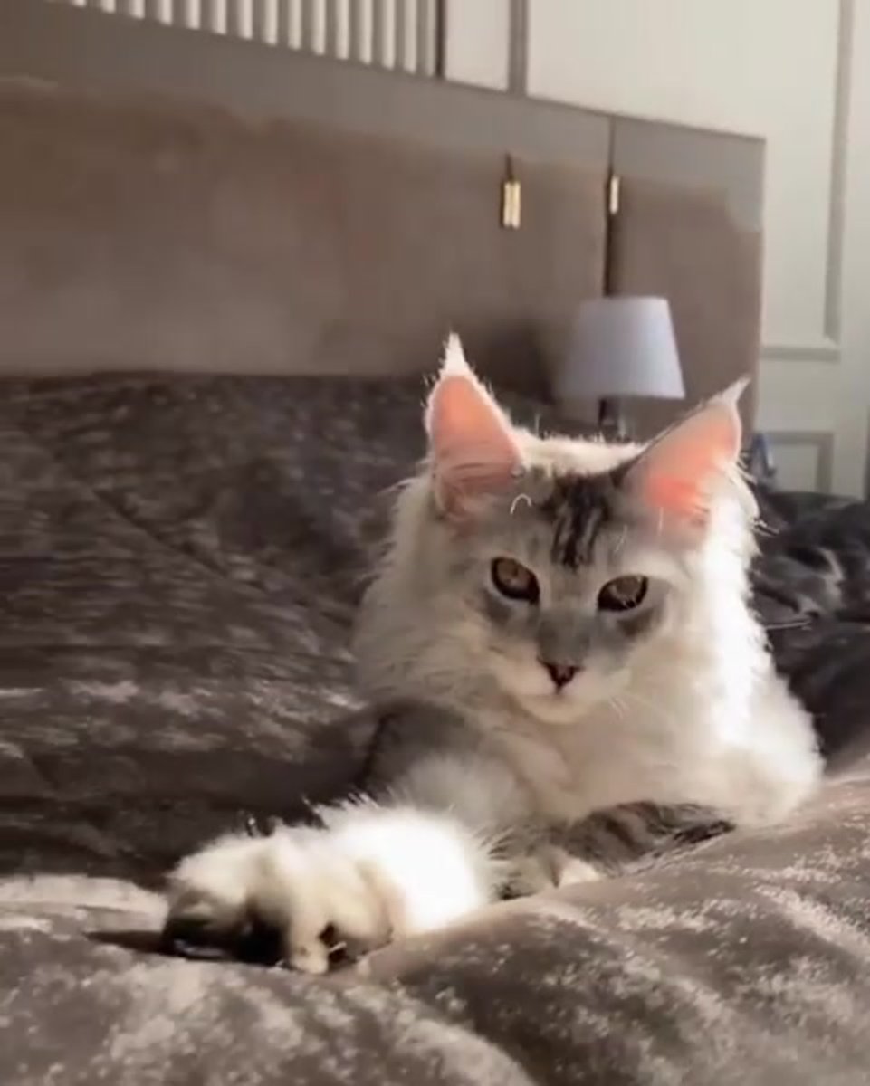 Кот Бородиной Каспер