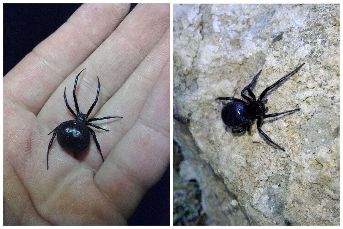 Каракурт паук в Краснодарском крае