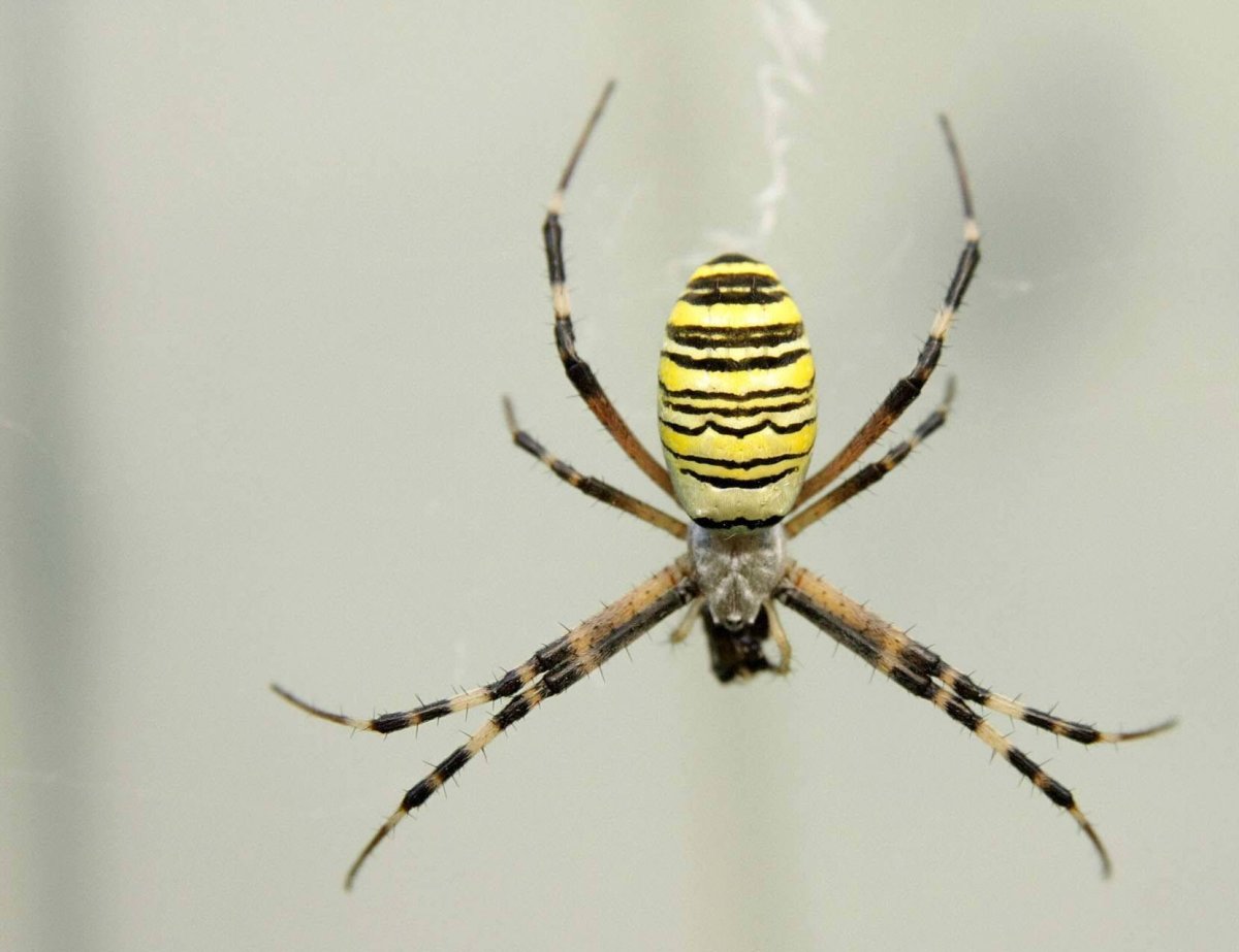 Аргиопа Брюнниха укус