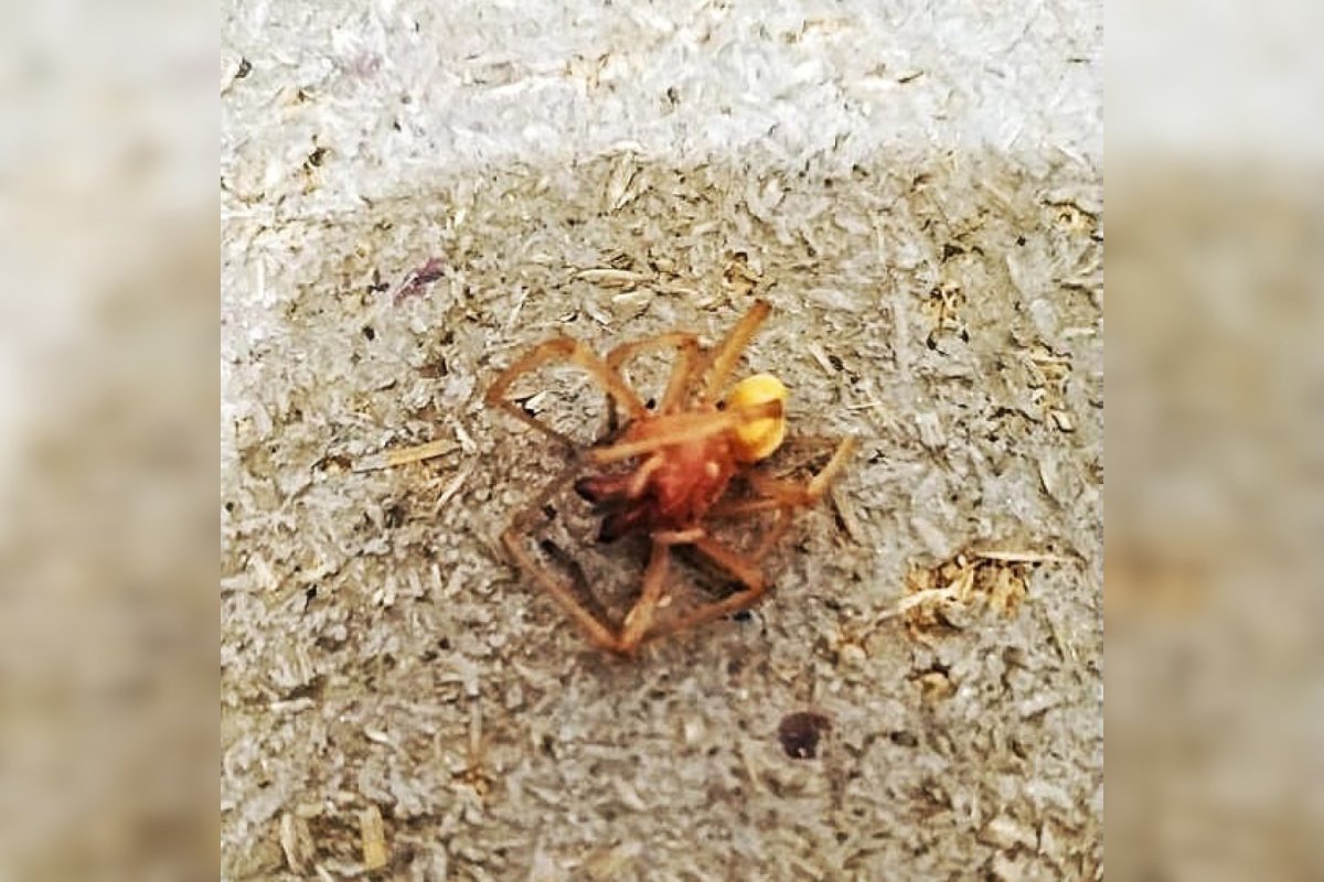 Желтый паук Краснодарский край