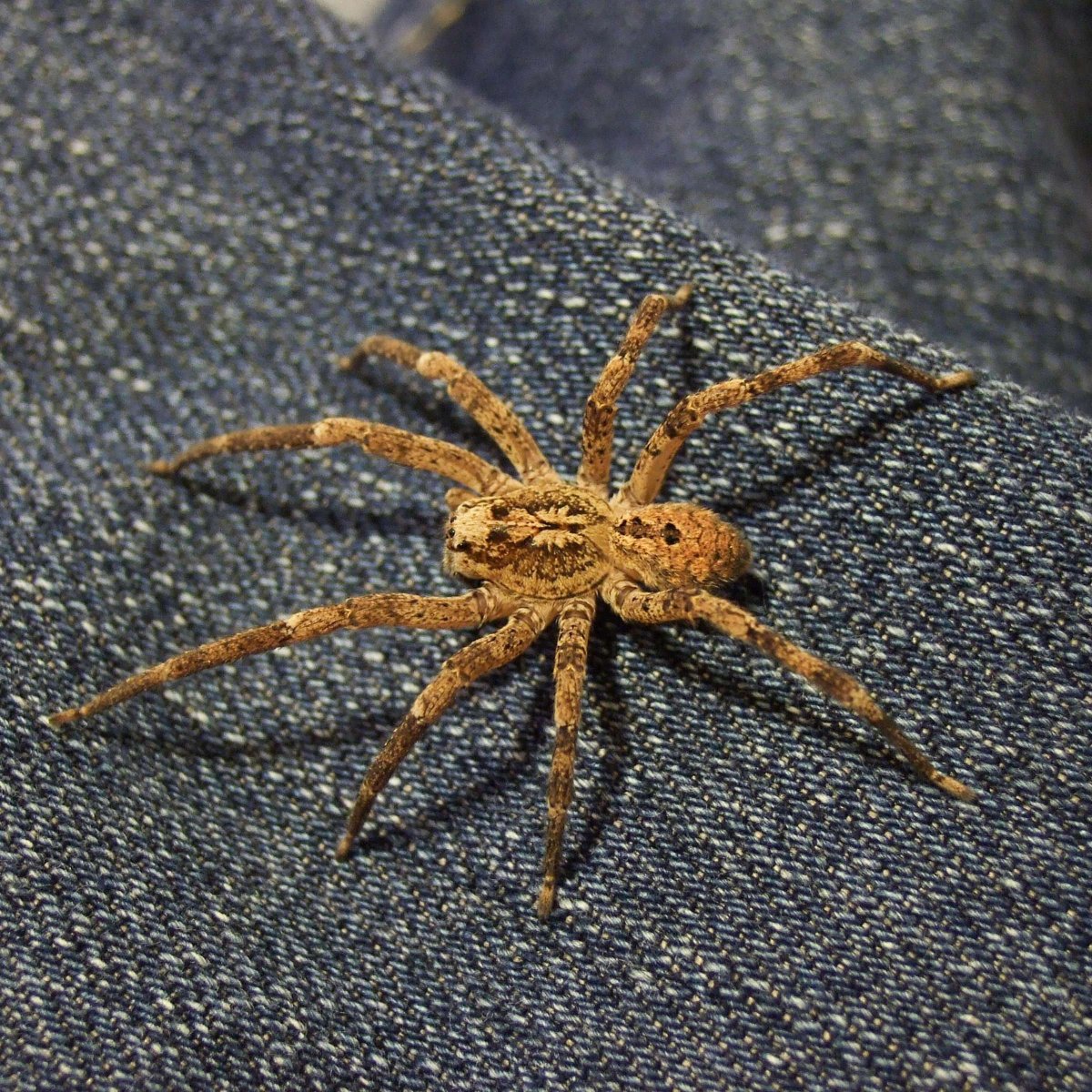 Паук Araneus angulatus