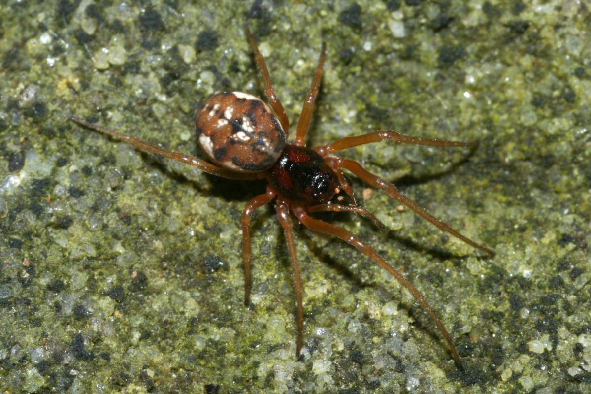 Паук Cheiracanthium punctorium