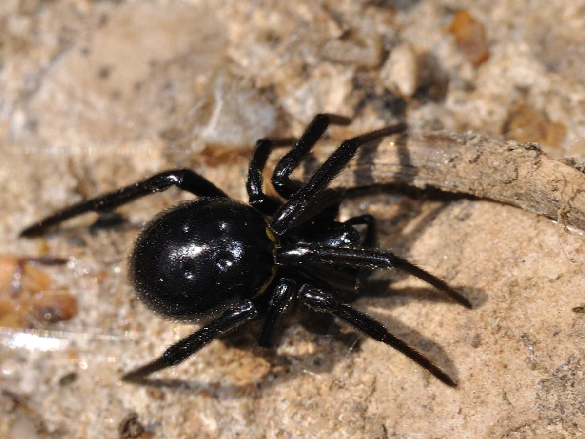 Аргиопа Брюнниха (паук-Оса)