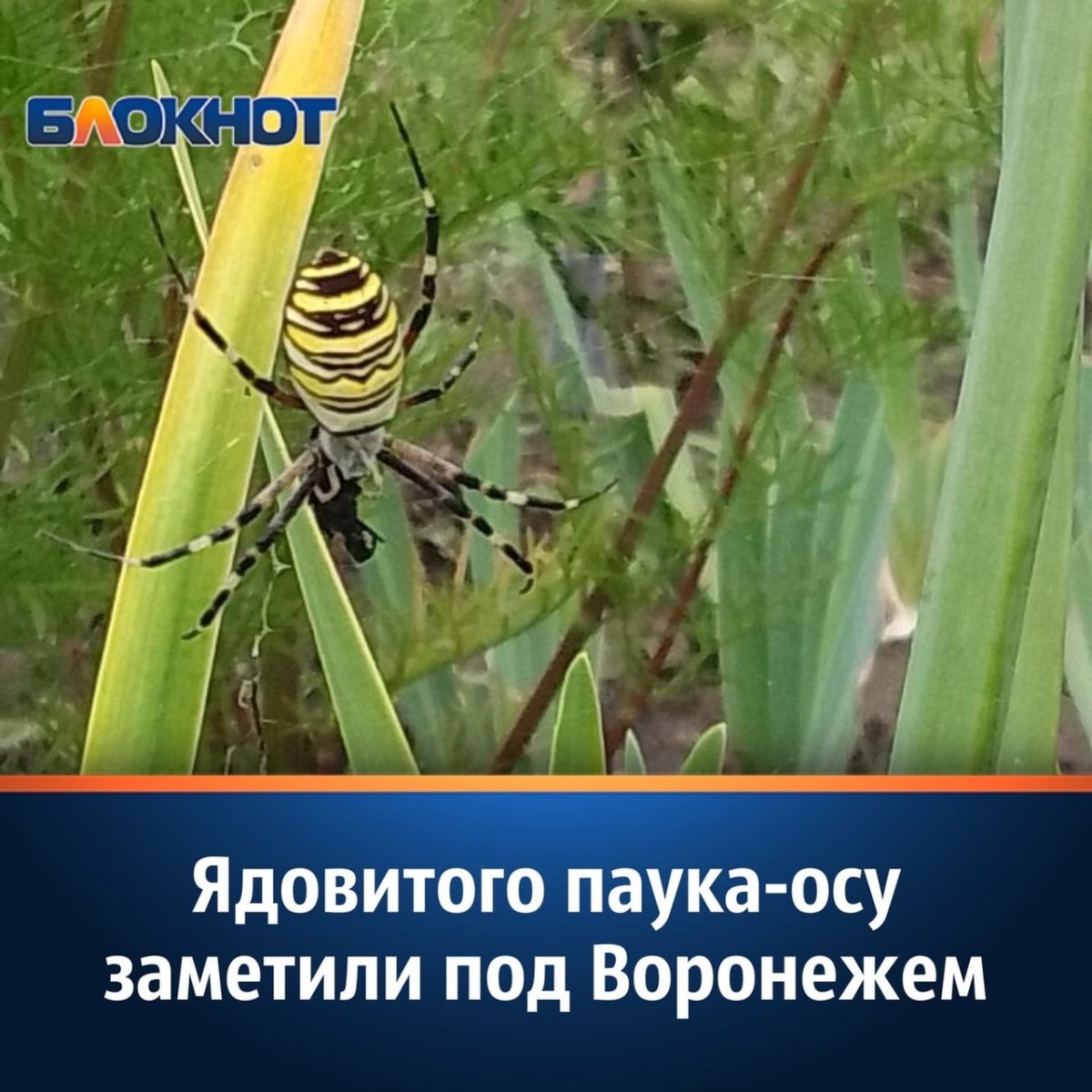 Паук Мизгирь маленький