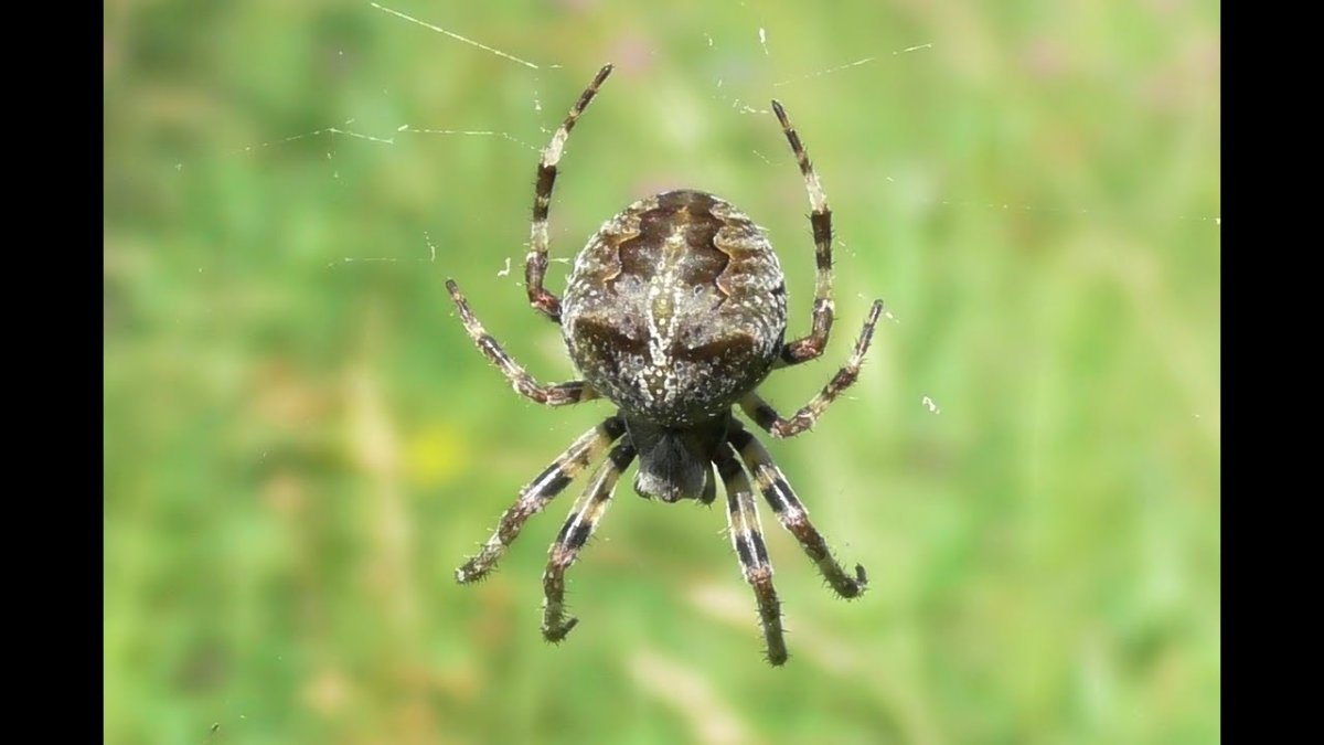 Южнорусский Тарантул