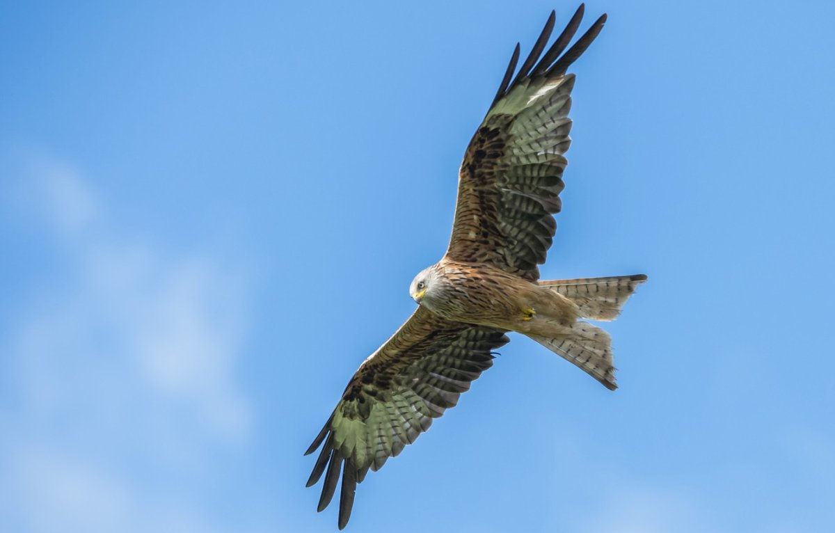 Хищная птица в небе