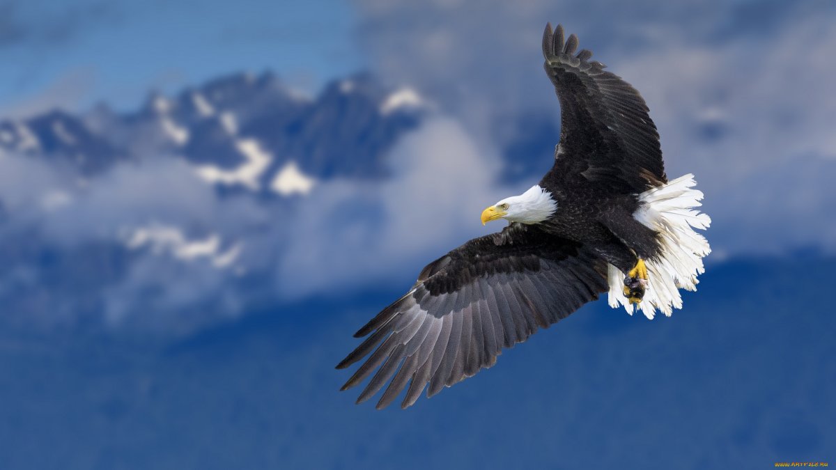 Картинки на рабочий стол Орел