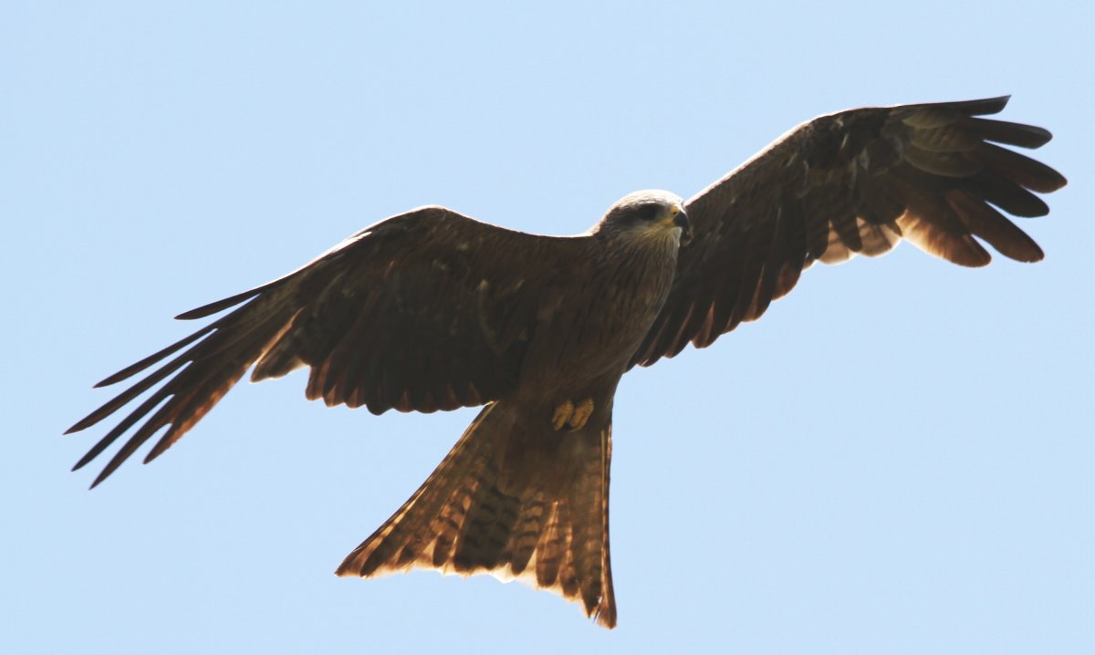 Хищная птица с треугольным хвостом