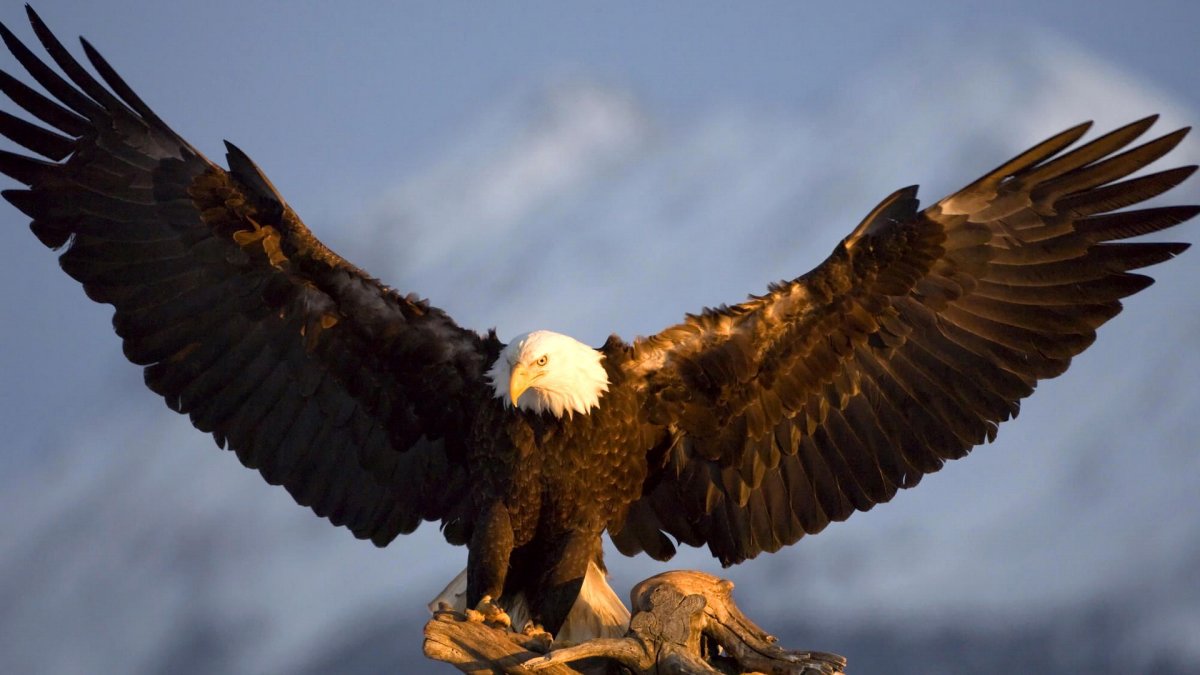 Белоголовый Орлан Канада