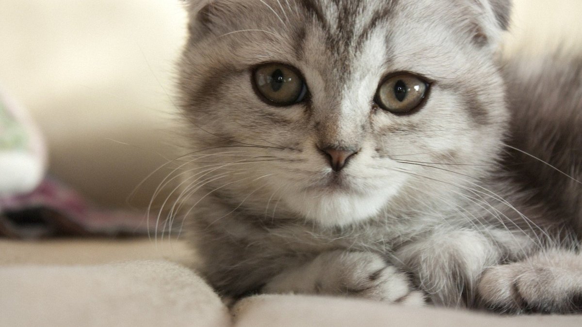 Вислоухие котята