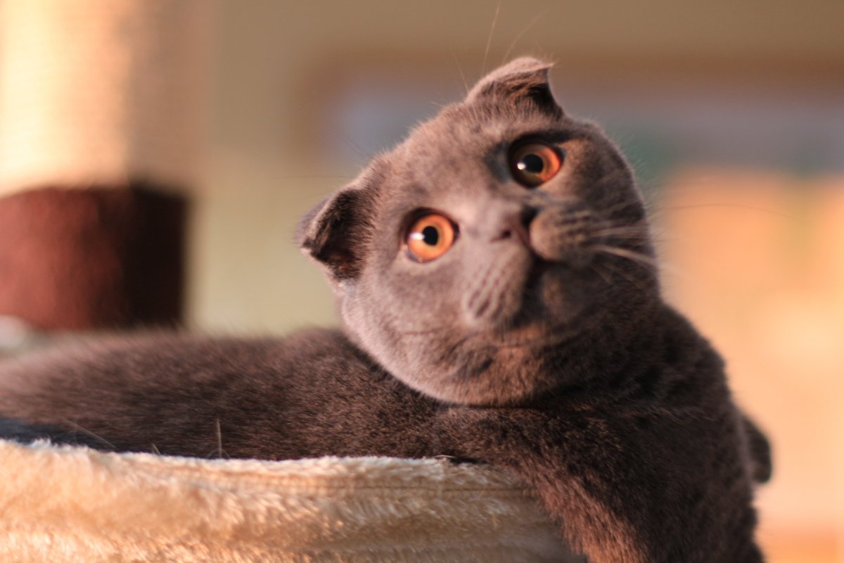 Шотландский кот вислоухий с карими глазами