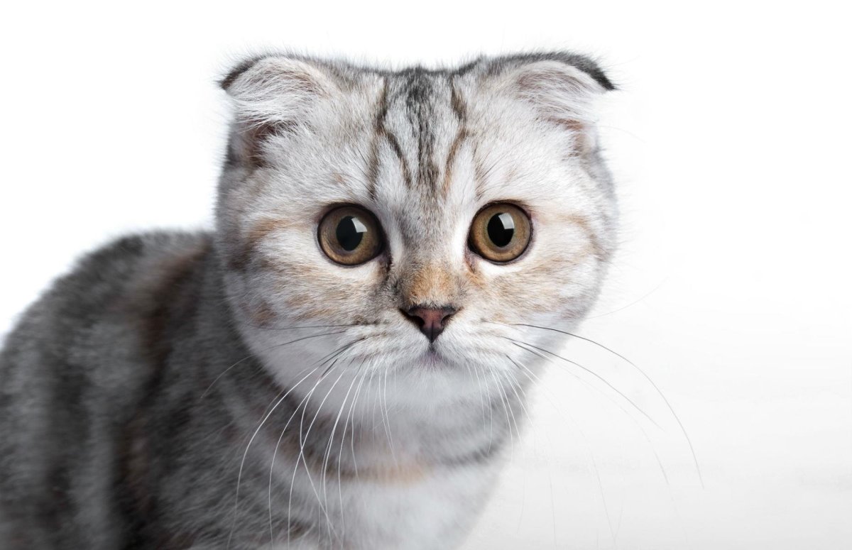 Скоттиш фолд уши