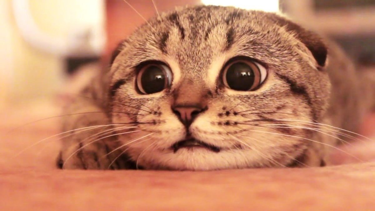 Кот готовится к прыжку gif