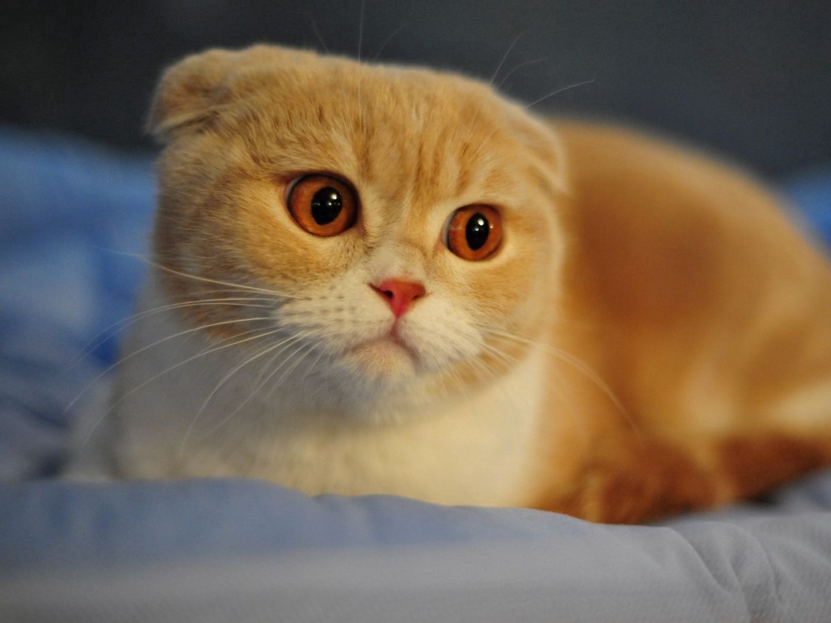 Шотландская вислоухая (или скоттиш-фолд)