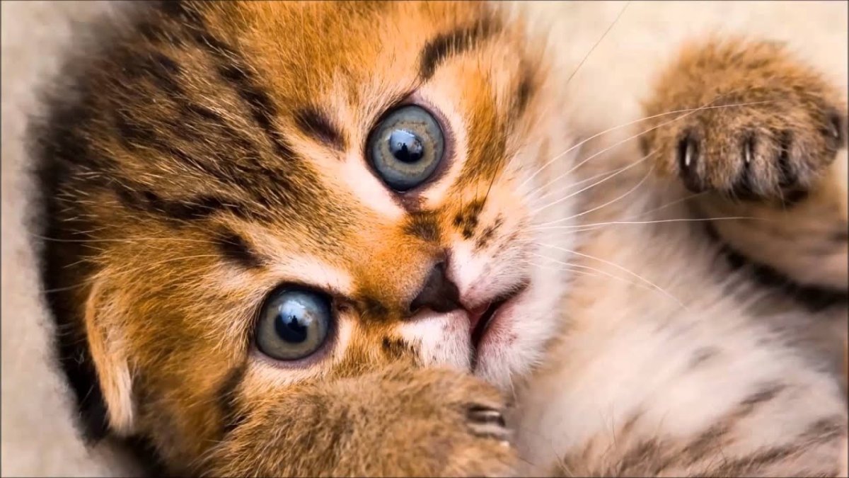 Виноватый кот