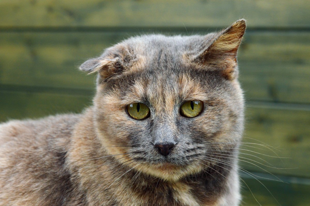 Рыже серая кошка