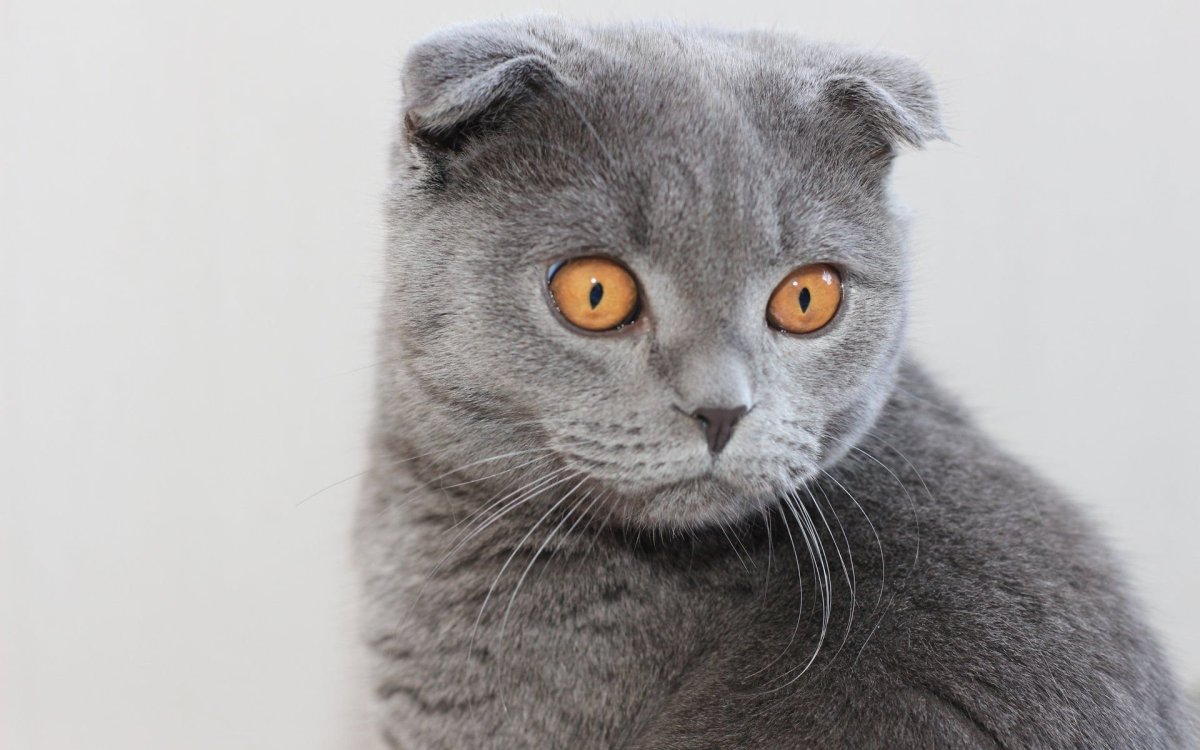 Шотландская вислоухая кошка